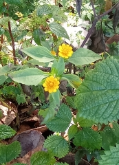 Melampodium perfoliatum image