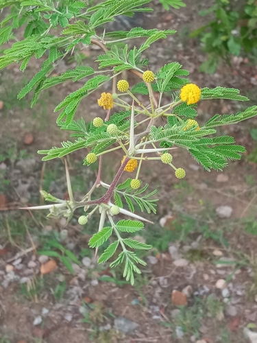 Egyptian acacia