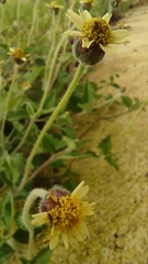 Tridax procumbens image