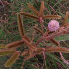 Mimosa pigra image