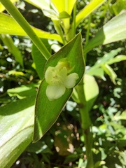 Tradescantia zanonia image