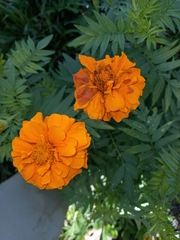 Tagetes erecta image