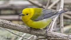 Prothonotary Warbler - Photo (c) Ronald Zigler, all rights reserved, uploaded by Ronald Zigler