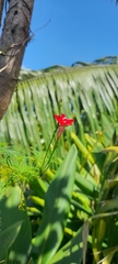 Ipomoea quamoclit image