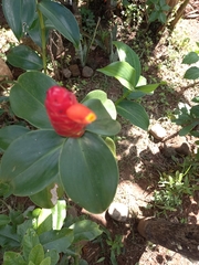 Costus woodsonii image
