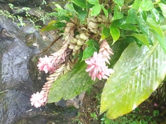 Alpinia purpurata image