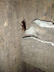 Periplaneta australasiae image