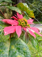 Euphorbia pulcherrima image