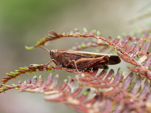 Broad Green-winged Grasshopper