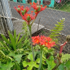 Jatropha podagrica image