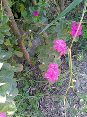 Catharanthus roseus image