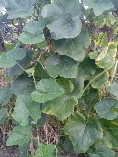 Cucurbita moschata image