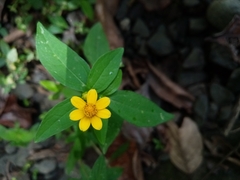 Melampodium divaricatum image