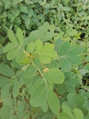 Senna obtusifolia image