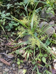 Cyperus odoratus image