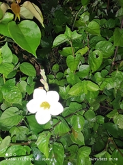 Asystasia gangetica image