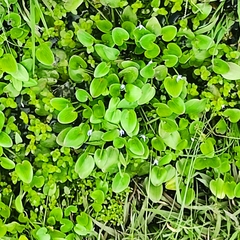 Heteranthera limosa image