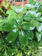 Schefflera arboricola image