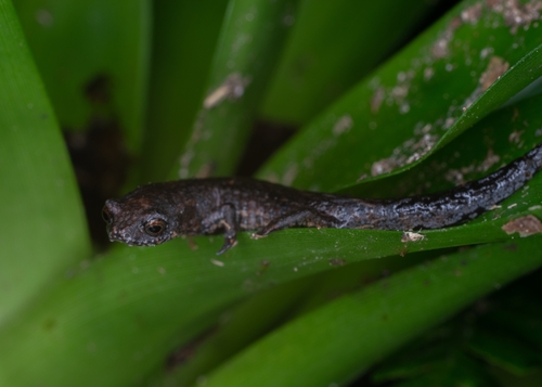 Cuetzalan Salamander