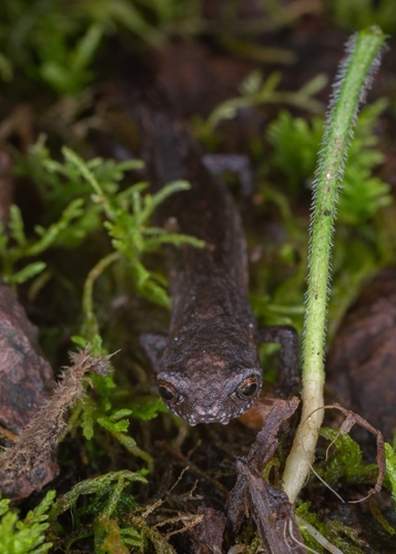 Cuetzalan Salamander