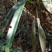 Anthurium angustifolium - Photo (c) Carlos Hartur Ribeiro Noia, todos los derechos reservados, subido por Carlos Hartur Ribeiro Noia