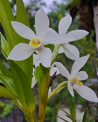 Maxillaria camaridii image