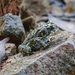 Leopard-bellied Scrub Toad - Photo (c) Hubert Szczygieł, all rights reserved, uploaded by Hubert Szczygieł