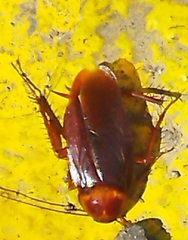 Periplaneta americana image