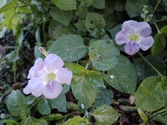 Asystasia gangetica image
