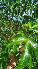 Jatropha gossypiifolia image