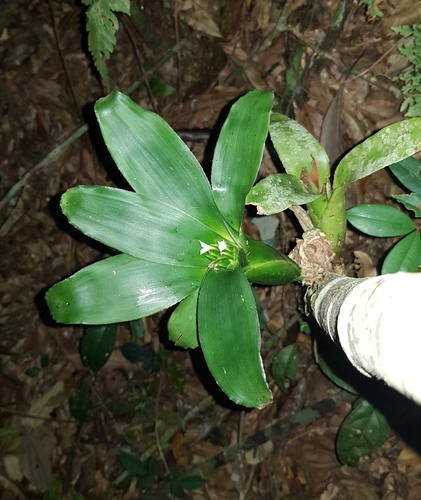Canistropsis albiflora