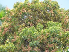 Mangifera indica image
