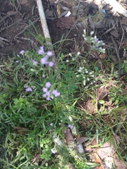 Cyanthillium cinereum image