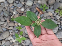 Euphorbia heterophylla image