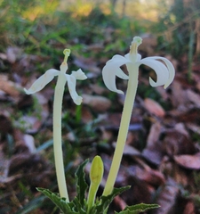 Hippobroma longiflora image