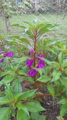 Impatiens balsamina image