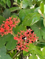 Jatropha podagrica image