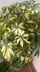 Schefflera arboricola image