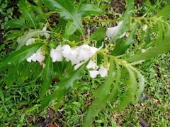 Impatiens balsamina image