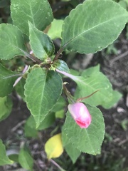 Impatiens walleriana image