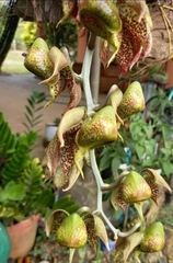 Catasetum maculatum image