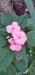 Impatiens walleriana image