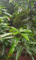 Mangifera indica image