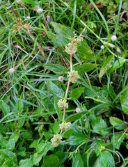 Euphorbia hirta image