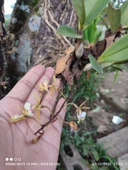 Epidendrum stamfordianum image