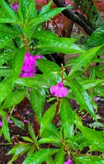 Impatiens balsamina image