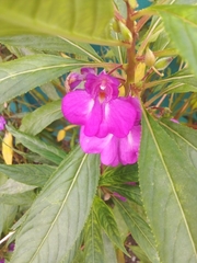 Impatiens balsamina image