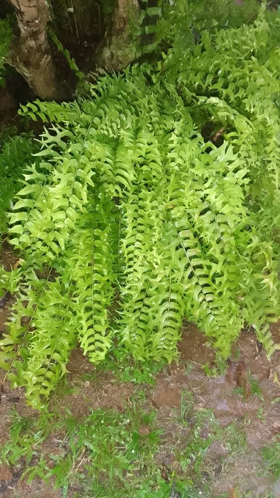 Fishtail fern