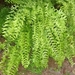 Fishtail Swordfern - Photo (c) Adriana Acosta, all rights reserved, uploaded by Adriana Acosta