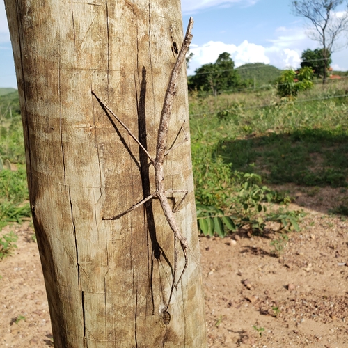 Cladomorphus tuberculatus